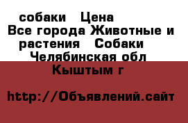 собаки › Цена ­ 2 500 - Все города Животные и растения » Собаки   . Челябинская обл.,Кыштым г.